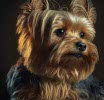 The Yorkshire Terrier: A True British Classic in the World of Toy Dogs